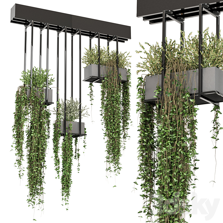 indoor hanging plants in metal box _ Set 757_（model:4869681）ampelous,ivy,planter,grass,plant,box,hanging,pot