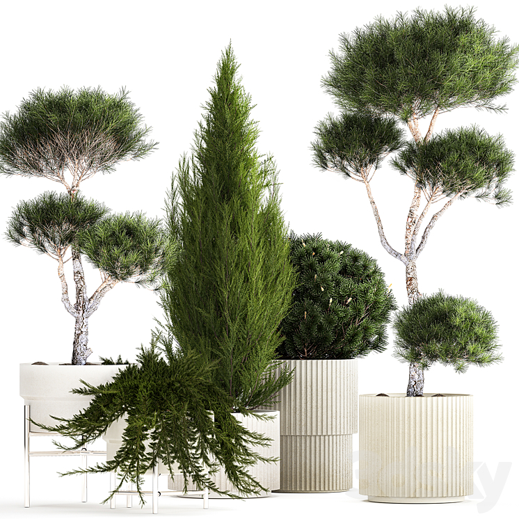 Plants in flowerpots for the street and interior from topiary pine, thuja, cypress, juniper. Plant collection 1196_（model:492955