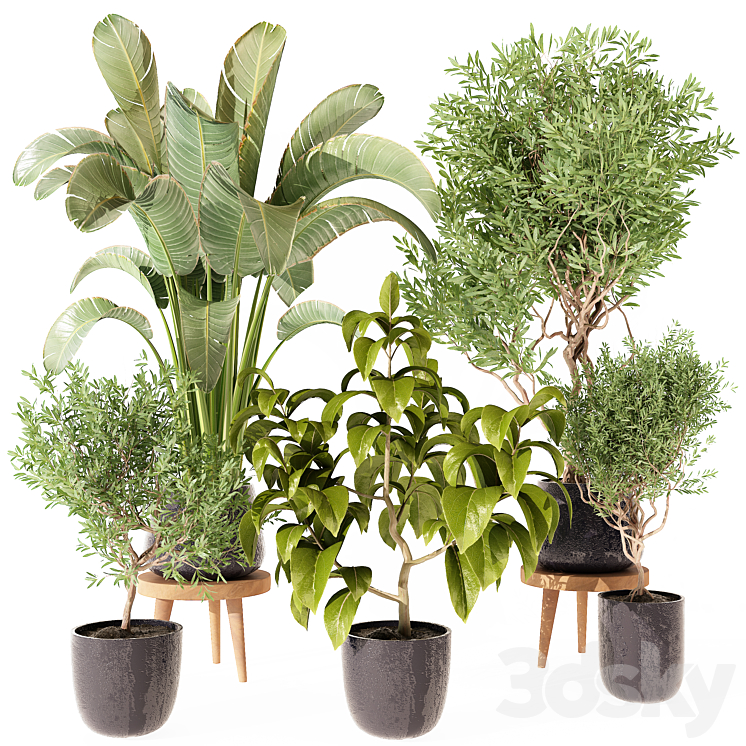 indoor Plant 270_（model:5097505）plant,grass,branch,leave,outdoor,bush,flower,pot,flowerpot,tree,olive,stand,concrete,wheat,squar