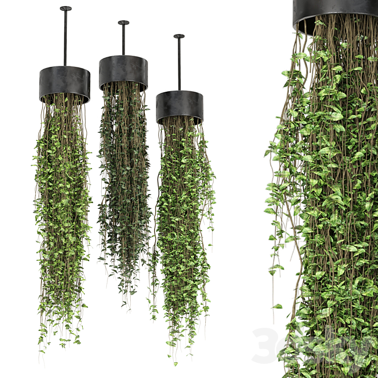 indoor hanging plants in metal box_ Set 835_（model:5110110）ampelous,ivy,planter,grass,plant,box,hanging,pot