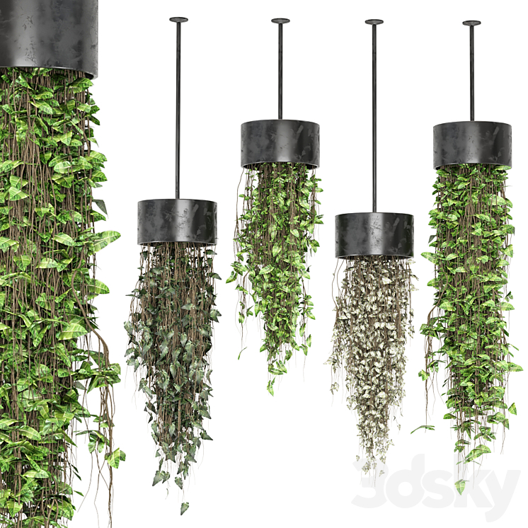 indoor hanging plants in metal box _ Set 873_（model:5221085）ampelous,ivy,planter,grass,plant,box,hanging,pot
